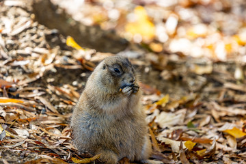 Rock hyrax