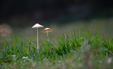 mushrooms in the morning light