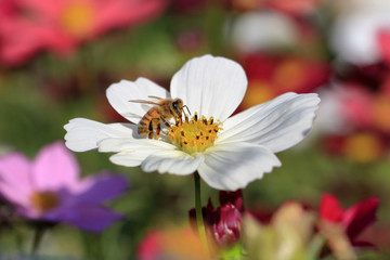 蜜を舐めるミツバチ