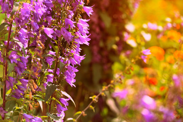 Naklejka na ściany i meble Garden bell flowers in the summer garden close-up. Retro style toned