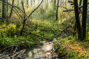Obraz premium Small river in the dark emerald forest