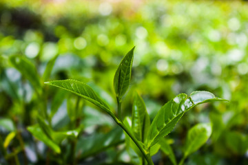 Fototapeta na wymiar Natural Tea Plantation Green tea