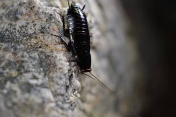 bug