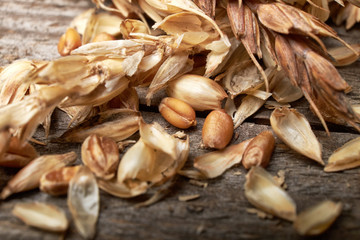 Wheat ears bunch on rustic wooden background.