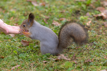 Naklejka na ściany i meble squirrel eats nuts from the palm