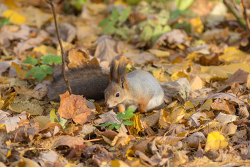 portrait of a squirrel