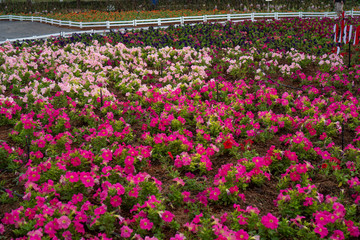 red flower on tropical field