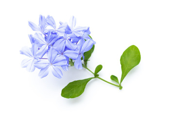 close up of Plumbago auriculata on white background. Blue flowers.