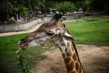 Giraffes are eating food that humans feed