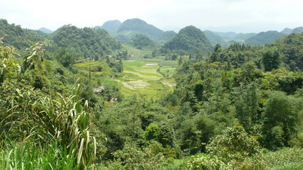 Fototapeta na wymiar Vietnam, Rice fields, agriculture, village