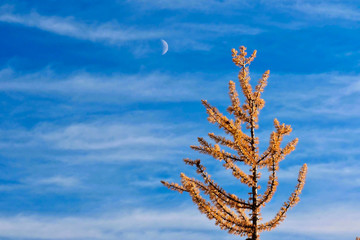 Yellow tree on the blue sky with a half moon and light clouds.  Simple  background image. Autumn colors in North Cascades National Park. Seattle. Washington. USA