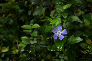 flowers in the garden