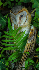 Close up of a Great Horned Owl in the background behind the leaves of a tree.