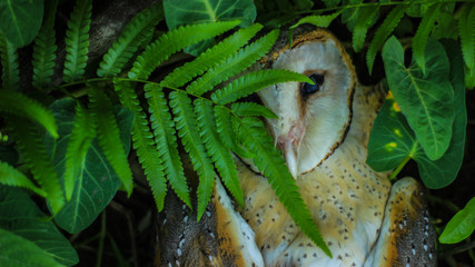 Close up of a Great Horned Owl in the background behind the leaves of a tree.