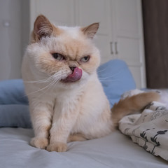 Fototapeta premium Cute scowl cat with sits on a bed among blankets. Breed exot color red point.