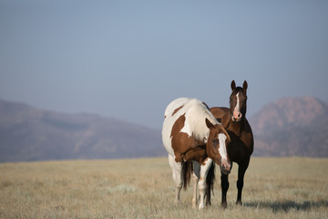 Horse Herd