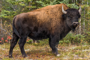 カナダ ウッドバッファロー国立公園の野牛　Wood Buffalo National Park