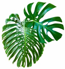 Feuilles géantes de philodendron sur fond blanc  © Unclesam
