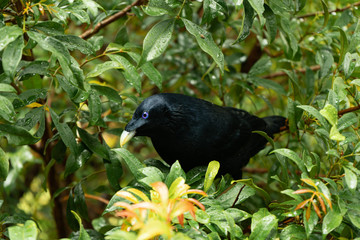 male bowerbird purple eyes into the tree Australia Queensland 