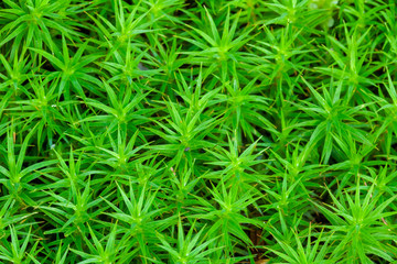 Moss leaves on a forest floor