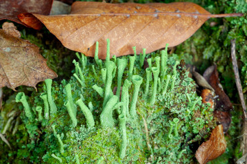 Lichen fruiting bodies on the forest floor