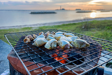 Grilled Spotted Babylon,Sweet shellfish, Fresh plate of delicious wing shell seafood in Thailand