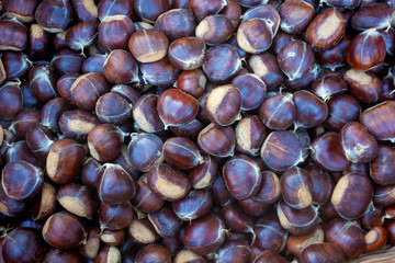 Heap of the Castanea sativa, or sweet chestnut fruit on the forest floor