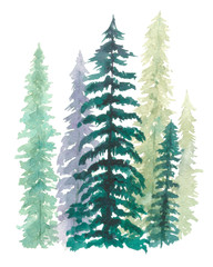 Pine tree watercolor painting on isolated white background element for Christmas card, backdrop, or your design hand painted
