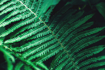 Tropical dark green leaf. Toned floral background.