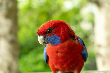 rosella bird Australia Queensland beautiful vibrant red and blue tropical colourful parrot morning