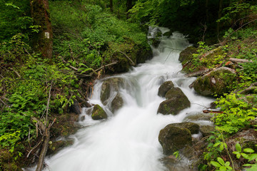 Rapids on the forest stream, Papuk Nature Park, Croatia