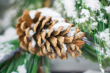 Snowy brown cone on a green New Year and Christmas tree. festive decor. decorate the tree. celebrate the new year. Christmas decor. snowfall in the park