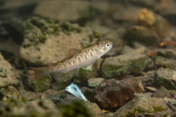Trout Jankovac Lake in Papuk Nature Park, Croatia