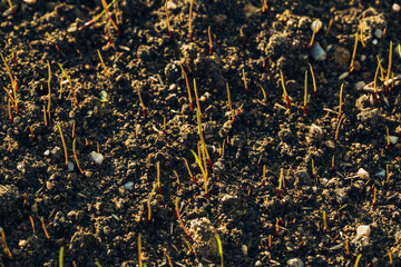 Fresh green spring grass with dew drops closeup with sun on natural defocused light nature bokeh background