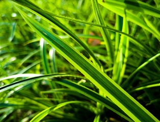 Top green leaves on the stem