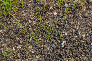 Fresh green spring grass with dew drops closeup with sun on natural defocused light nature bokeh background