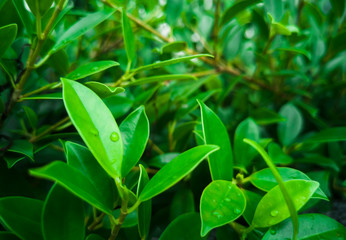 amount of green leaves with raindrops covered