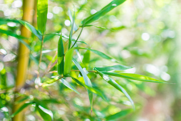 Fototapeta na wymiar bamboo tree