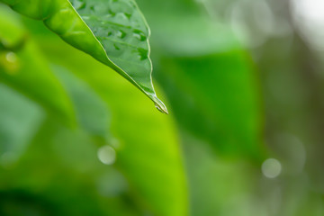 Water droplets at the end of the leaves