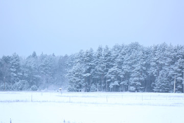 beautiful winter landscape, snowy trees and road