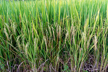 rice plant,Paddy,Field,Yellow green rice fields The beauty of the local farmers of Thailand