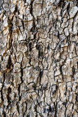Closeup Brownish Tree Bark Texture For Background or Overlay , The background is a close-up bark picture.