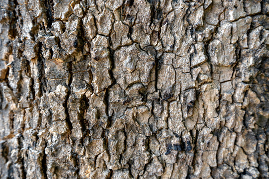 Closeup Brownish Tree Bark Texture For Background or Overlay , The background is a close-up bark picture.