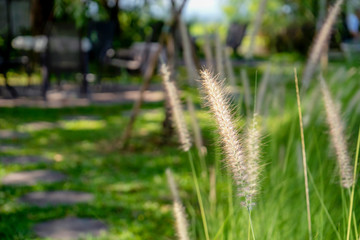 Grass flowers, Setaria verticillata, Fountain Grass 