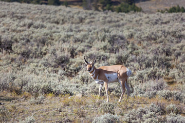 Pronghorn