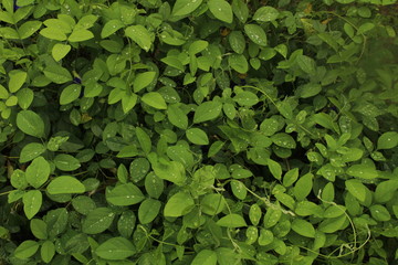 top angle view of Group of green leaves / leafs on the rainy day with some rain drops on that