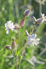 flower of white campion, Silene latifolia, Catchfly macro in nature