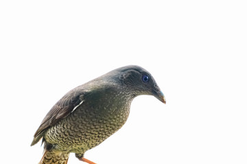 a female Bowerbirds Australia Queensland white background
