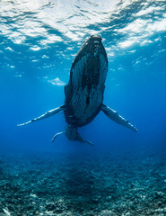 Humpback Whale Mother and Calf