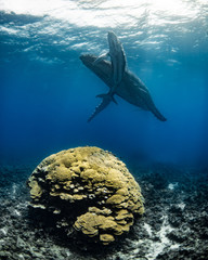 Humpback Whale Mother and Calf